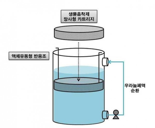 갈조류 생물흡착제를 이용한 우라늄 오염폐액의 정화방법
